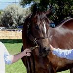 Adelaide Magic Millions is a happy hunting ground for Kavanagh